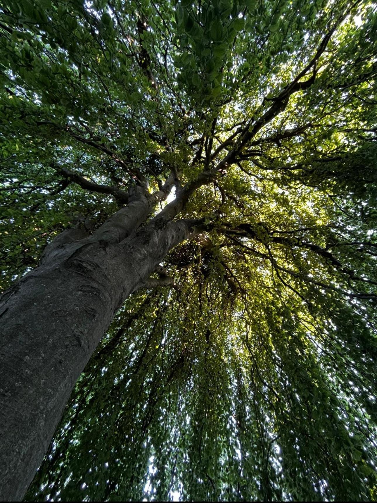 NebbiunoMaestrale公寓 外观 照片